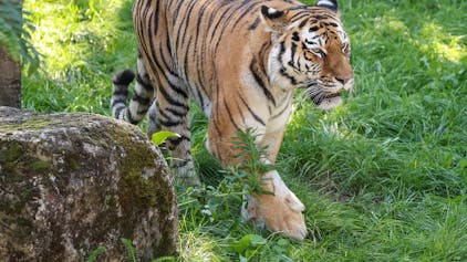 Tigerweibchen Katinka im Kölner Zoo