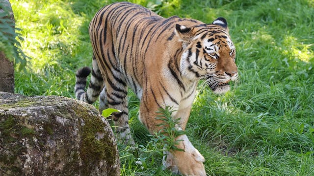 Tigerweibchen Katinka im Kölner Zoo