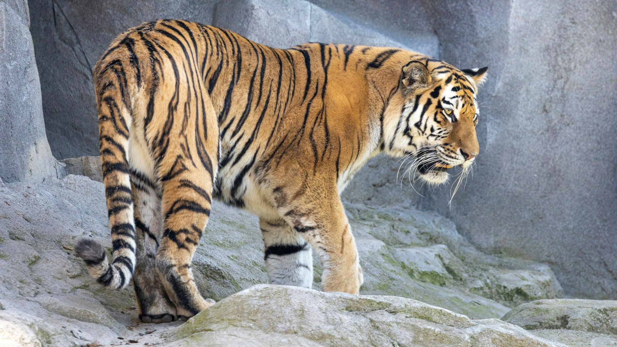 Ein Tiger steht auf einem Felsen.
