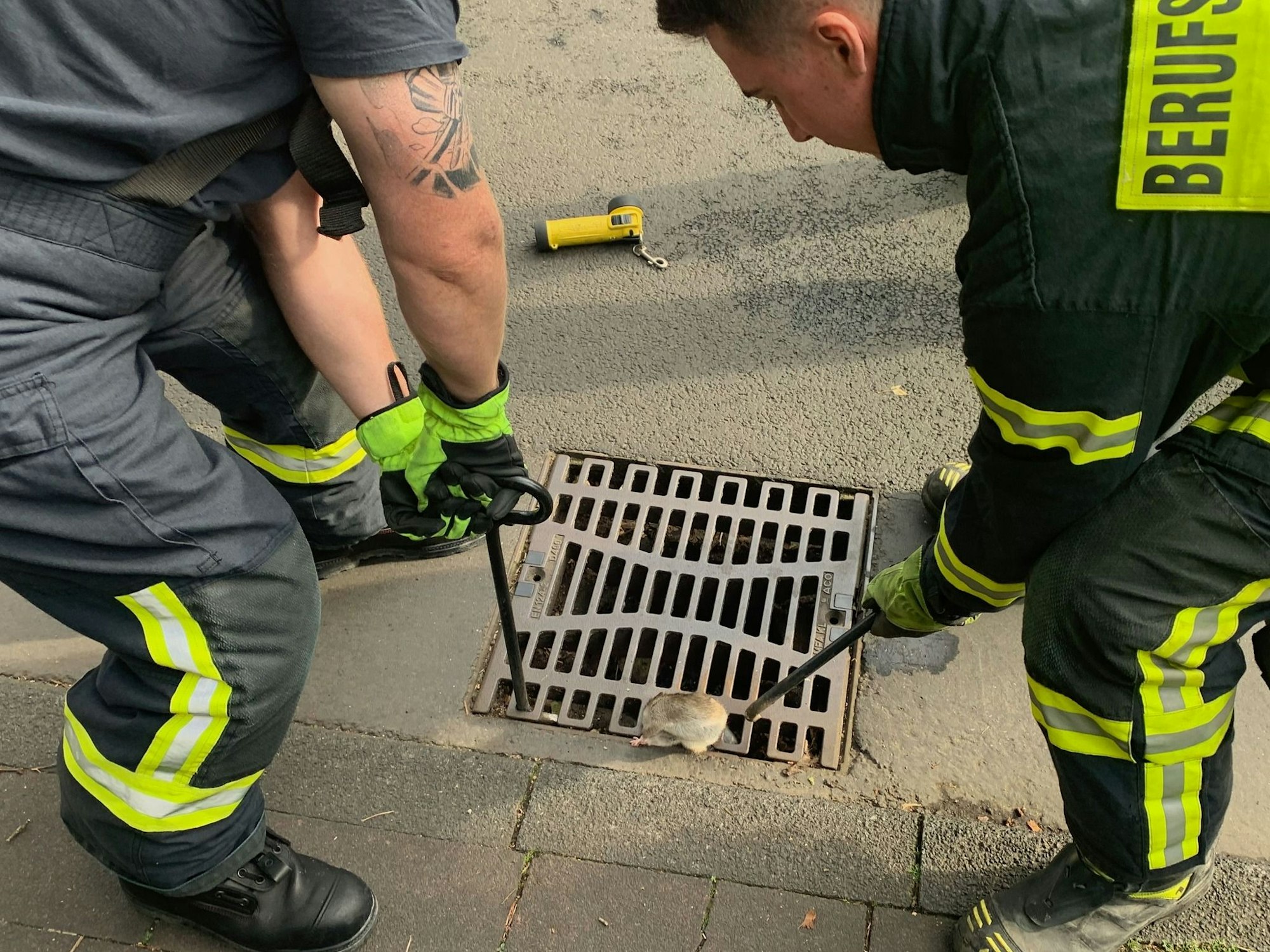 Zwei Feuerwehrmänner heben mit Stangen einen Gullydeckel an, in dem eine Ratte feststeckt.