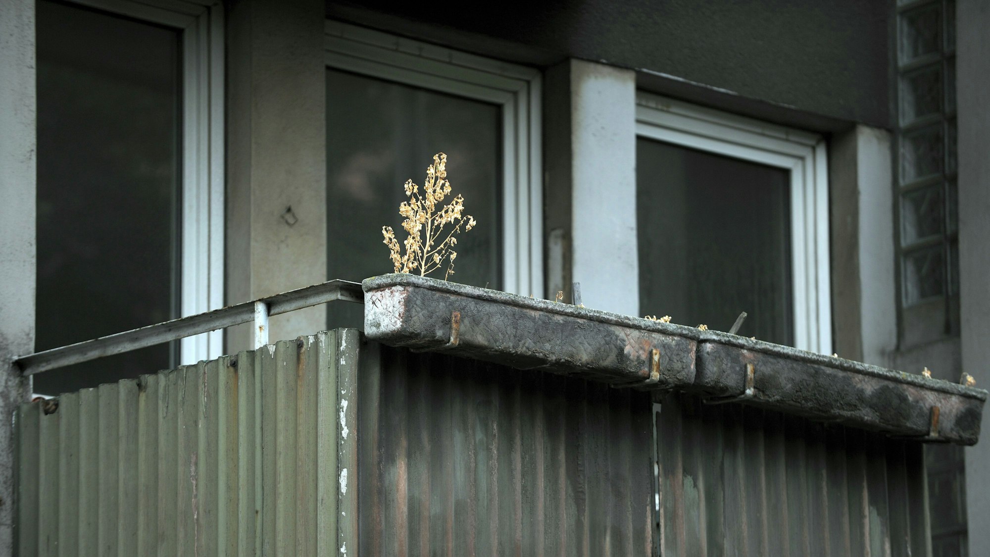 Auf einem Balkon in Duisburg (Nordrhein-Westfalen) ist eine vertrocknete Pflanze zu sehen (Symbolbild): Ein Mordfall ist beinahe unentdeckt geblieben, jetzt greift das ZDF ihn auf.