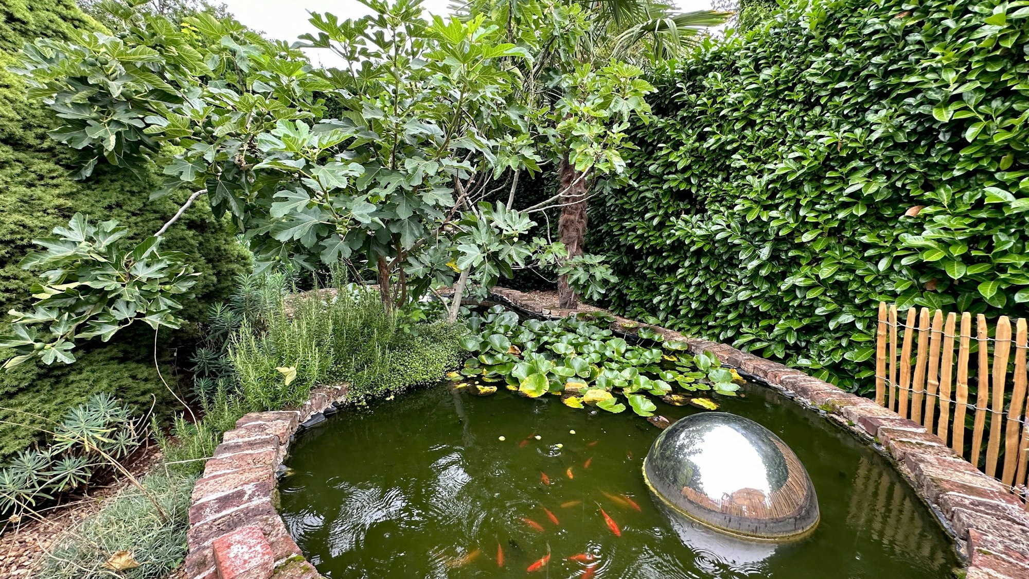 Ein Teich mit Goldfischen ist zu sehen, dahinter üppiges Grün.