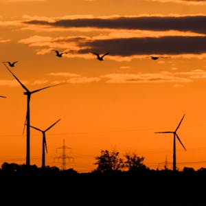 Vögel fliegen bei Sonnenaufgang vor Windkraftanlagen und einer Hochspannungsleitung.