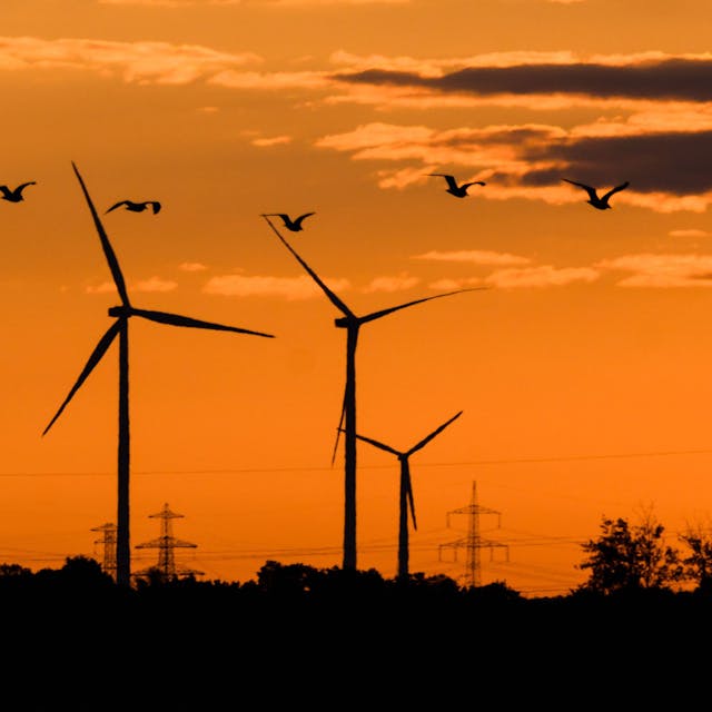 Vögel fliegen bei Sonnenaufgang an Windkraftanlagen vorbei.&nbsp;