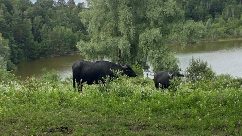 Wasserbüffel leben in Kölner Naturschutzgebiet.