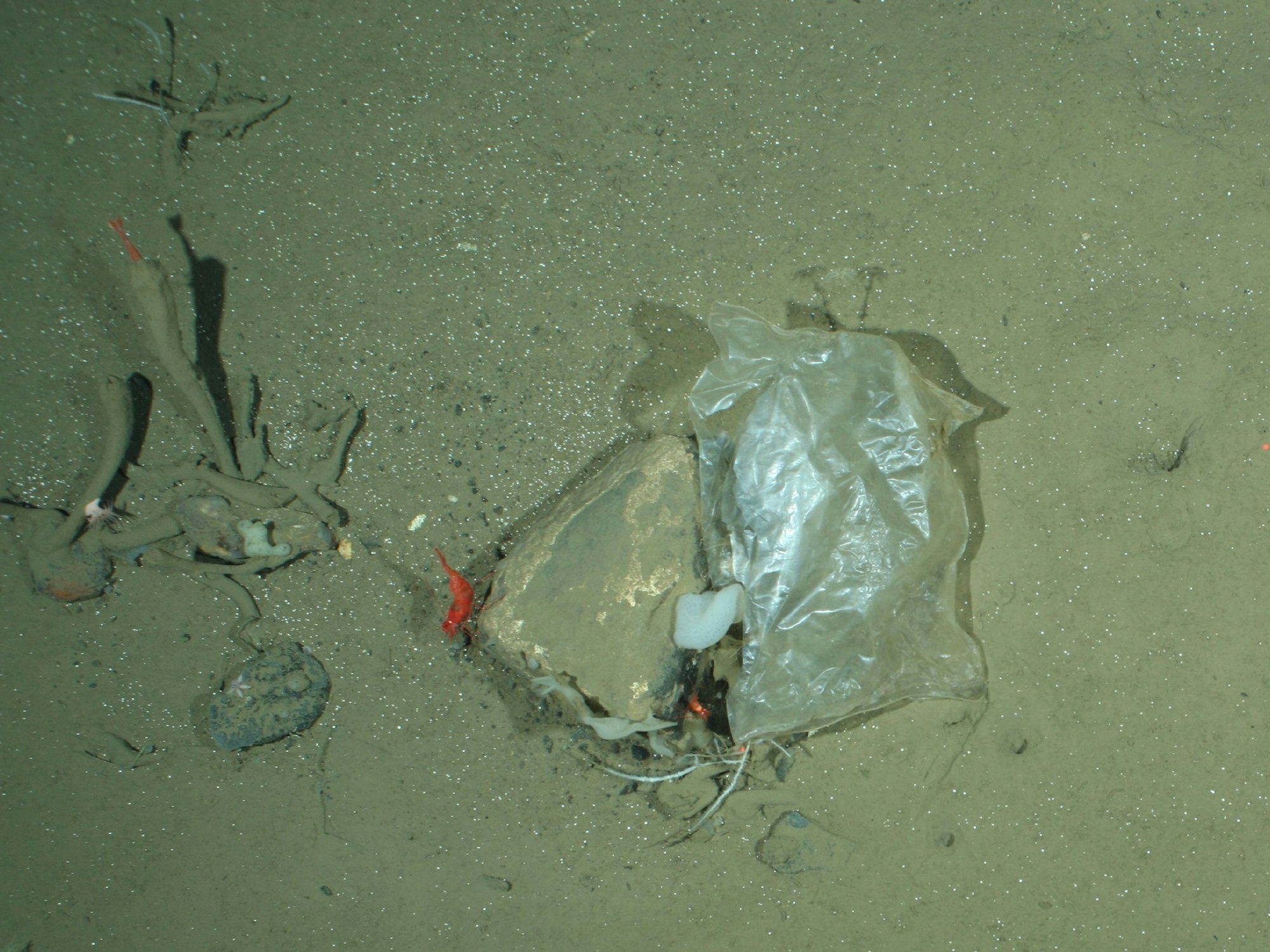 Das Archivfoto des AWI zeigt eine Plastiktüte in der Framstraße, in 2500 Metern Tiefe.