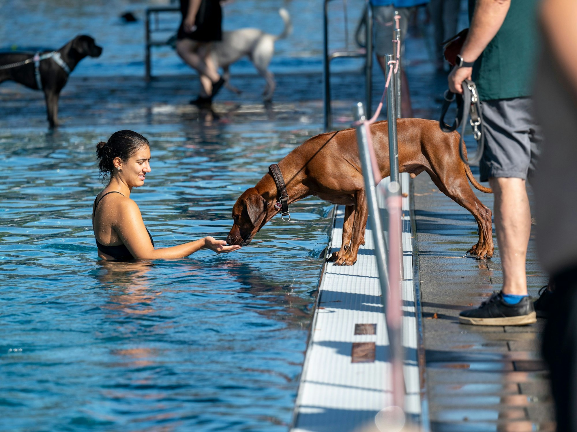 17.09.2023, Köln: Zum Saisonende dürfen auch Hunde im Stadionbad schwimmen. Foto: Uwe Weiser