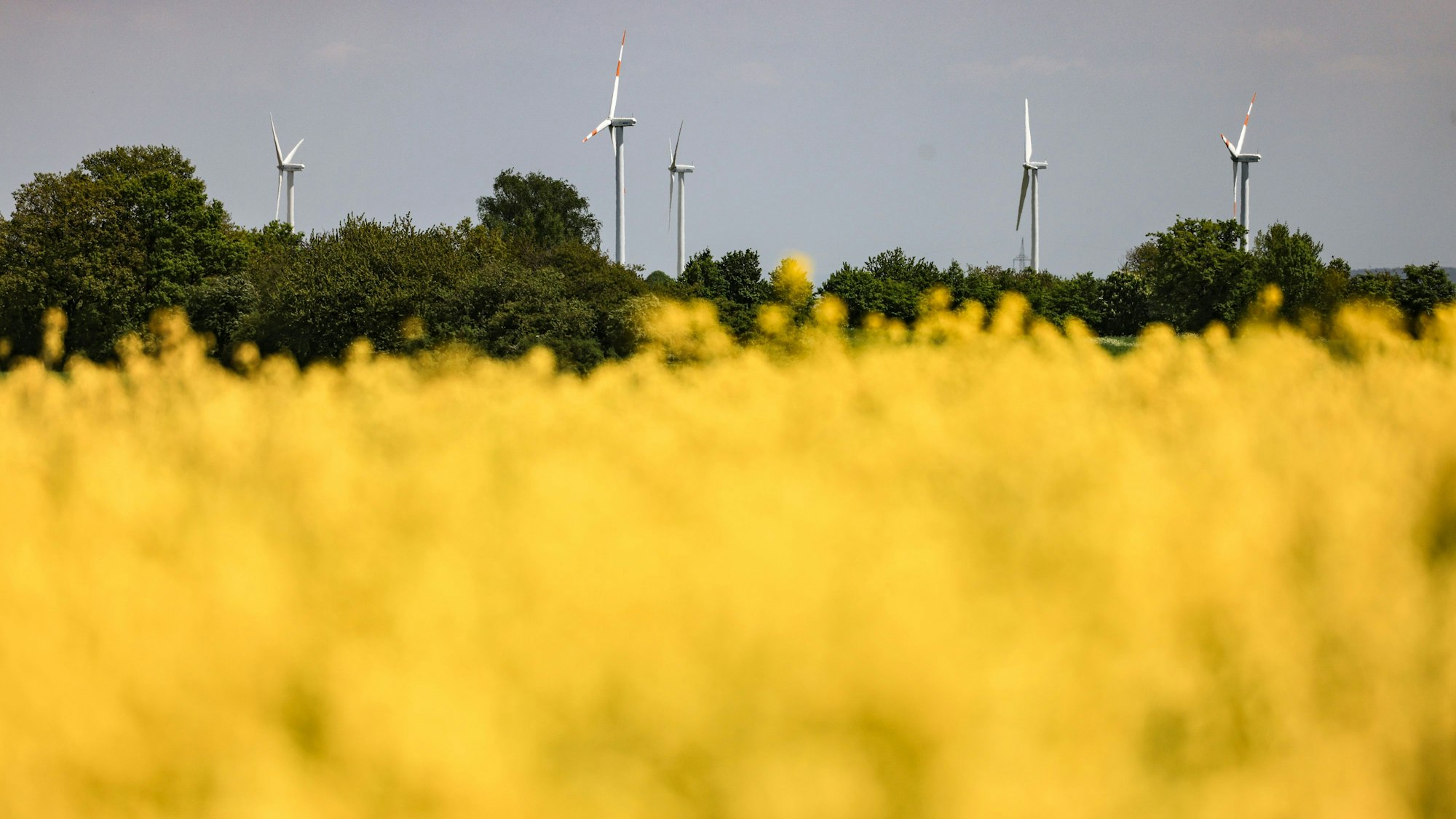 Windräder drehen sich Mitte Mai hinter einem Rapsfeld in der Eifel (Symbolbild): Dort hat am Samstag die Erde gewackelt.
