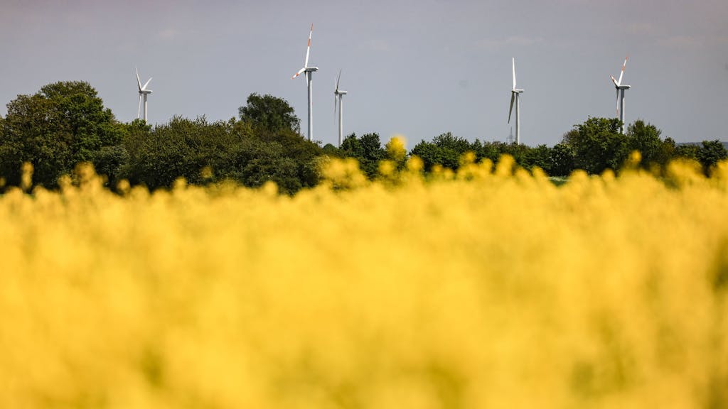Windräder drehen sich Mitte Mai hinter einem Rapsfeld in der Eifel (Symbolbild): Dort hat am Samstag die Erde gewackelt.