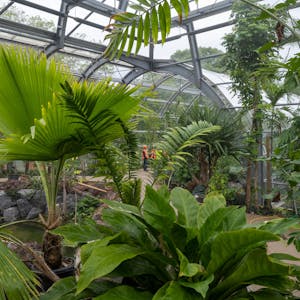 Ein Blick in das Tropenhaus: Die großen Pflanzen sind alle eingezogen.