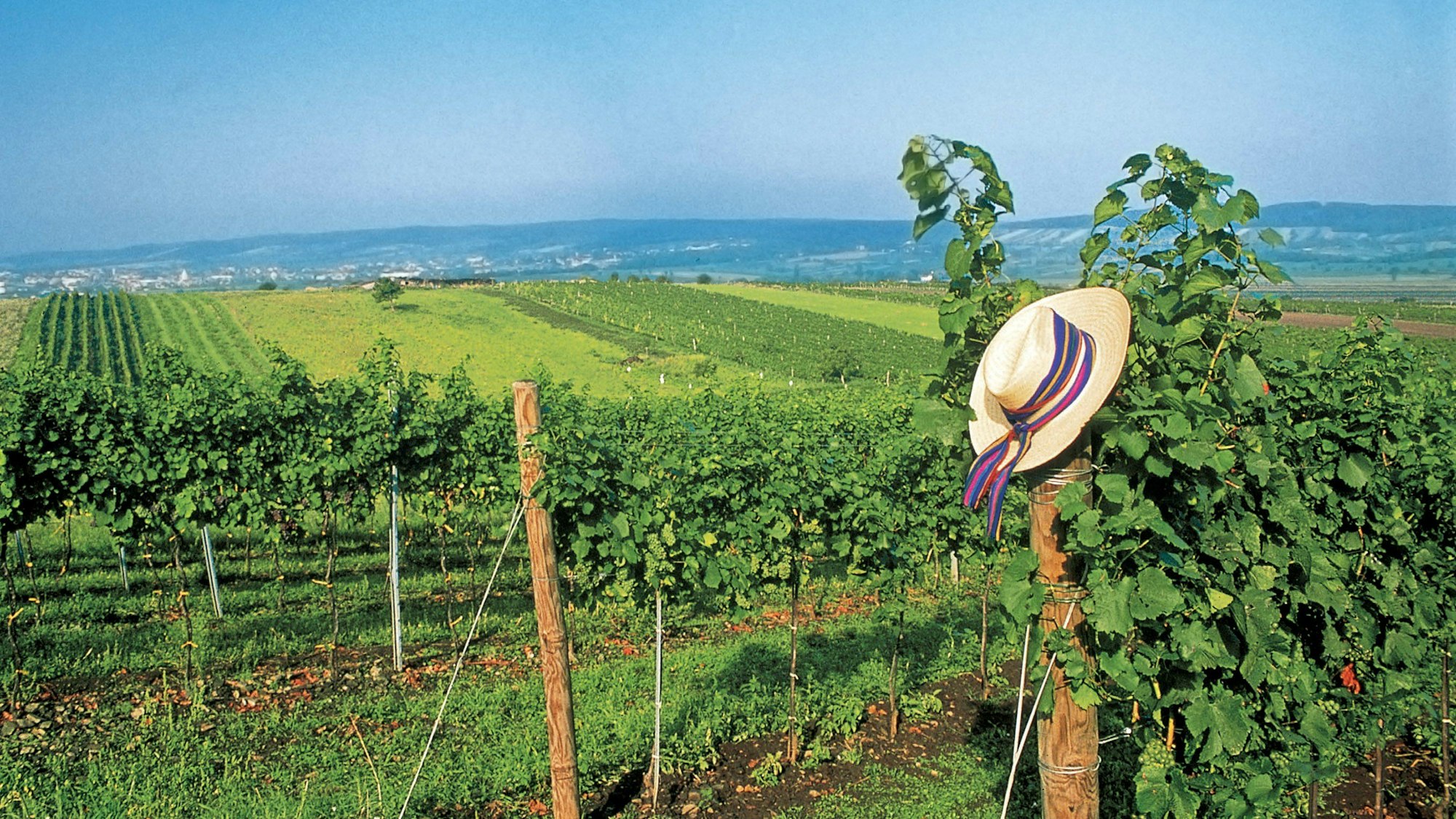 Weinreben bestimmen in weiten Teilen die Landschaft des Burgenlandes.