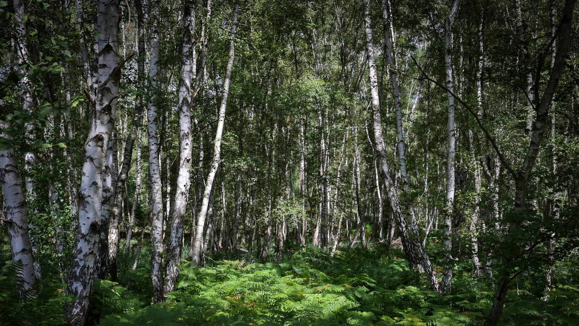 Wald aus Birken mit grünem Farn auf dem Waldboden