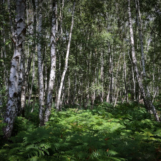 Wald aus Birken mit grünem Farn auf dem Waldboden&nbsp;