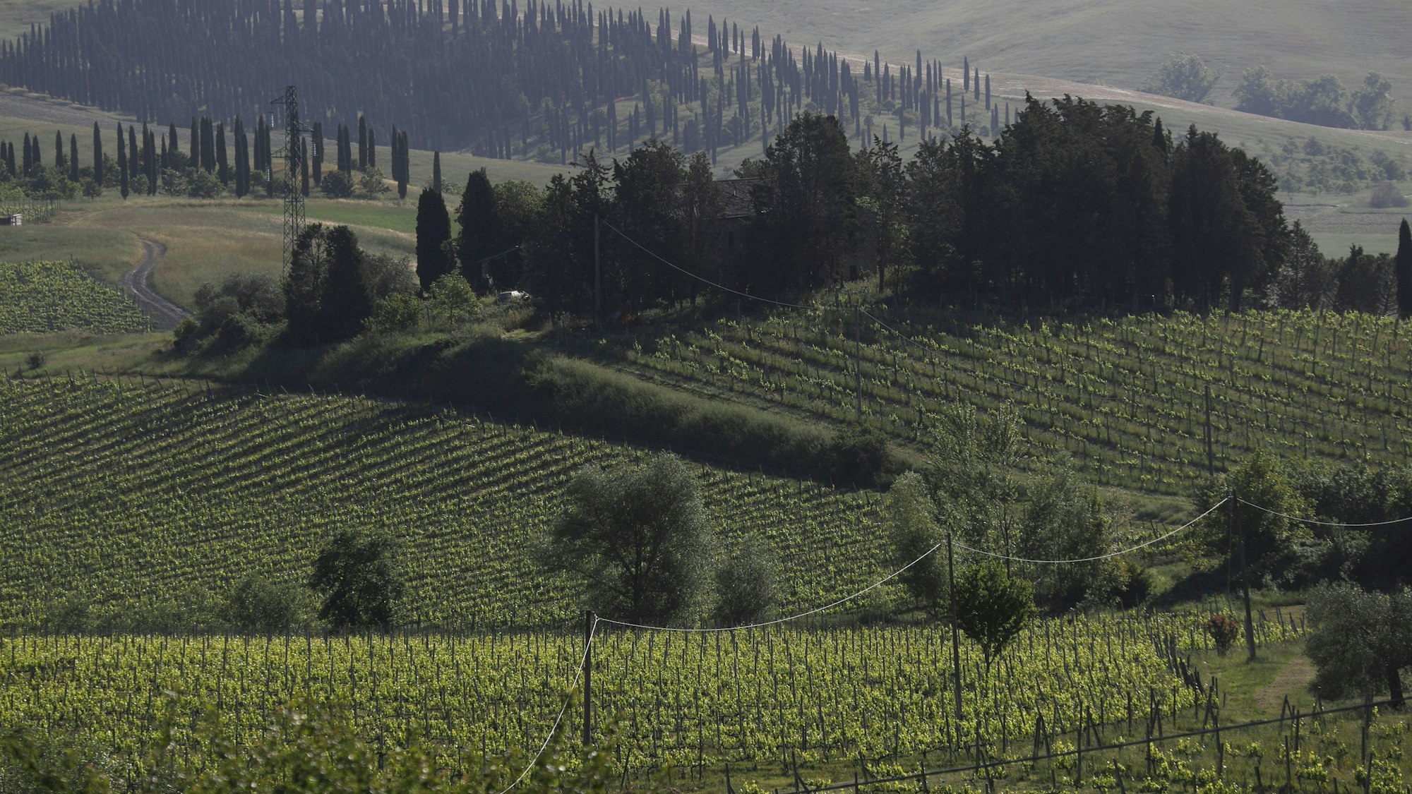 Weinberge sind auf den Hügeln in Montalcino zu sehen.