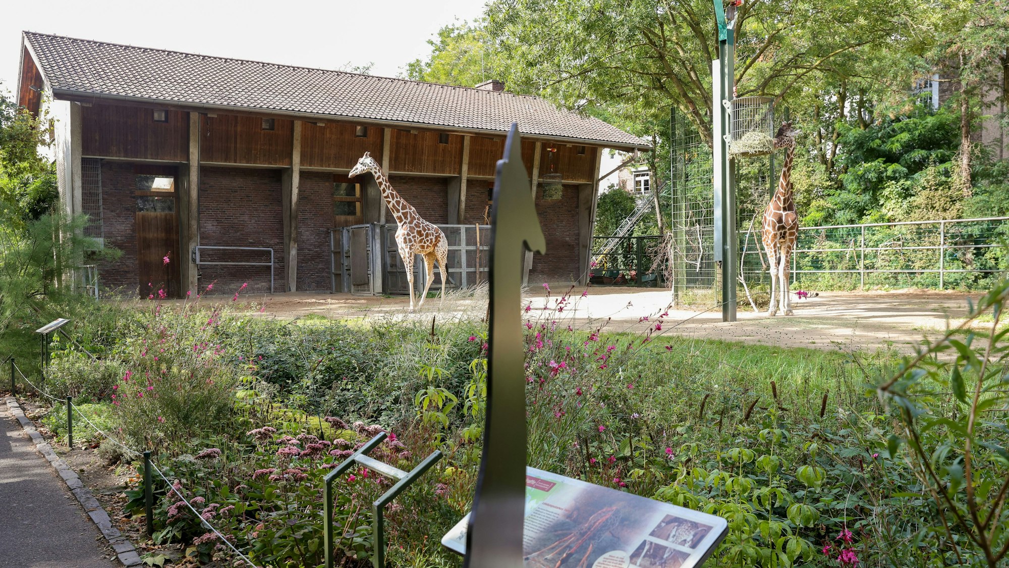 Zwei Giraffen auf der Außenanlage im Kölner Zoo.