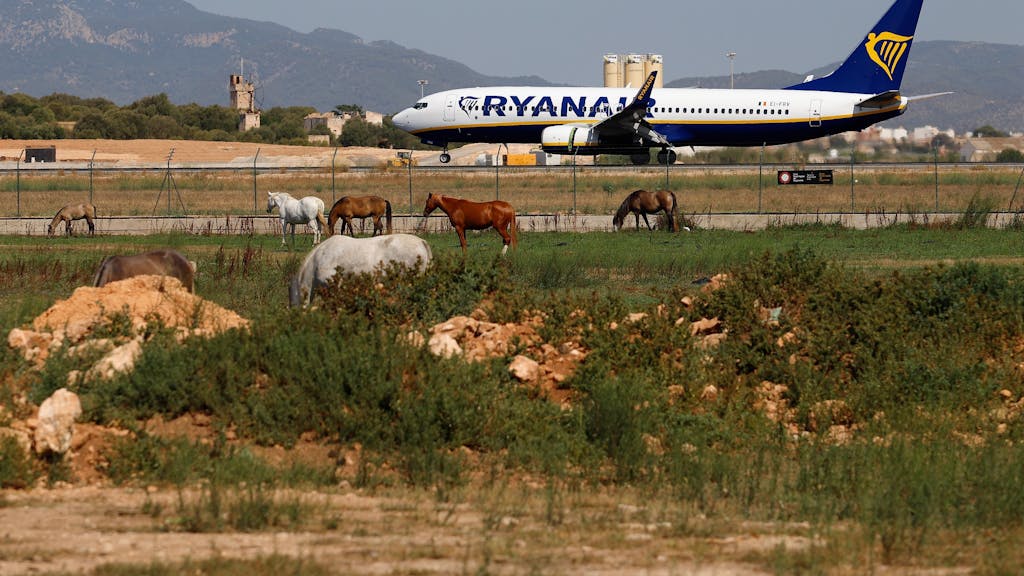 Ein Flugzeug der Fluggesellschaft Ryanair landet auf dem Flughafen Palma de Mallorca, während im Vordergrund Pferde auf einer Wiese stehen.