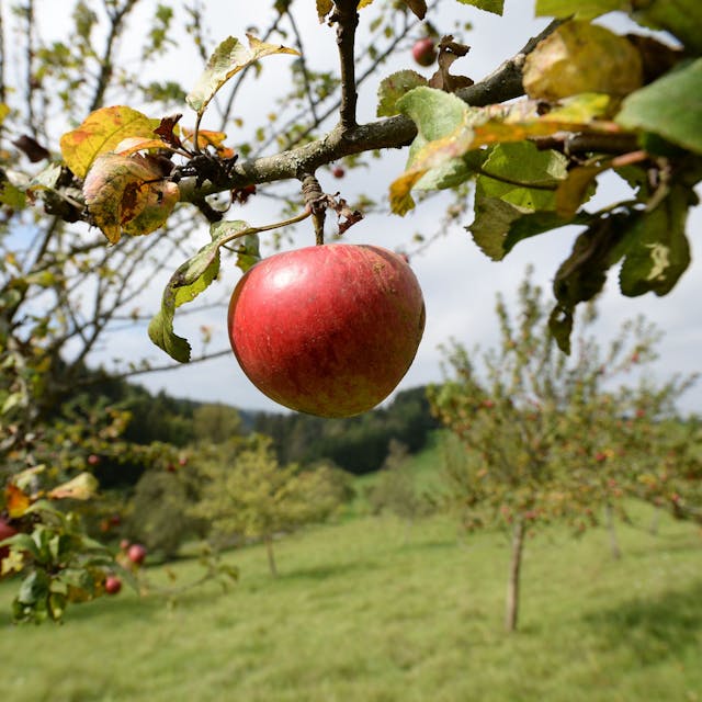 Äpfel sind auf einer Wiese mit Streuobstbäumen zu sehen.