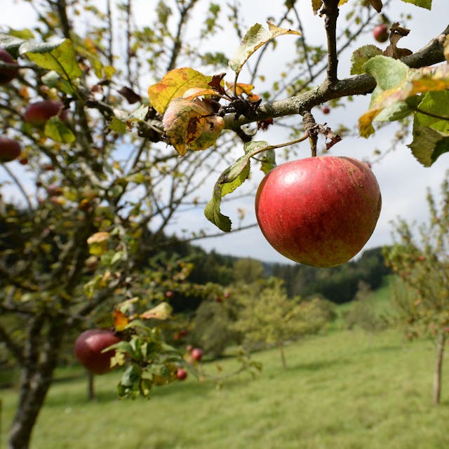 Äpfel sind auf einer Wiese mit Streuobstbäumen zu sehen.