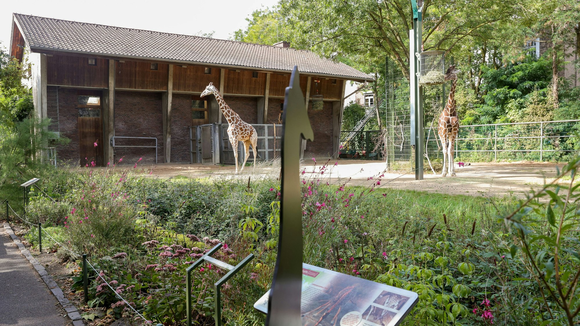 Im Giraffen-Gehege des Kölner Zoos stehen zwei Giraffen.