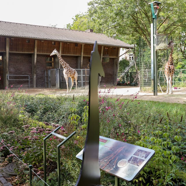 Das alte Giraffengehege im Kölner Zoo.