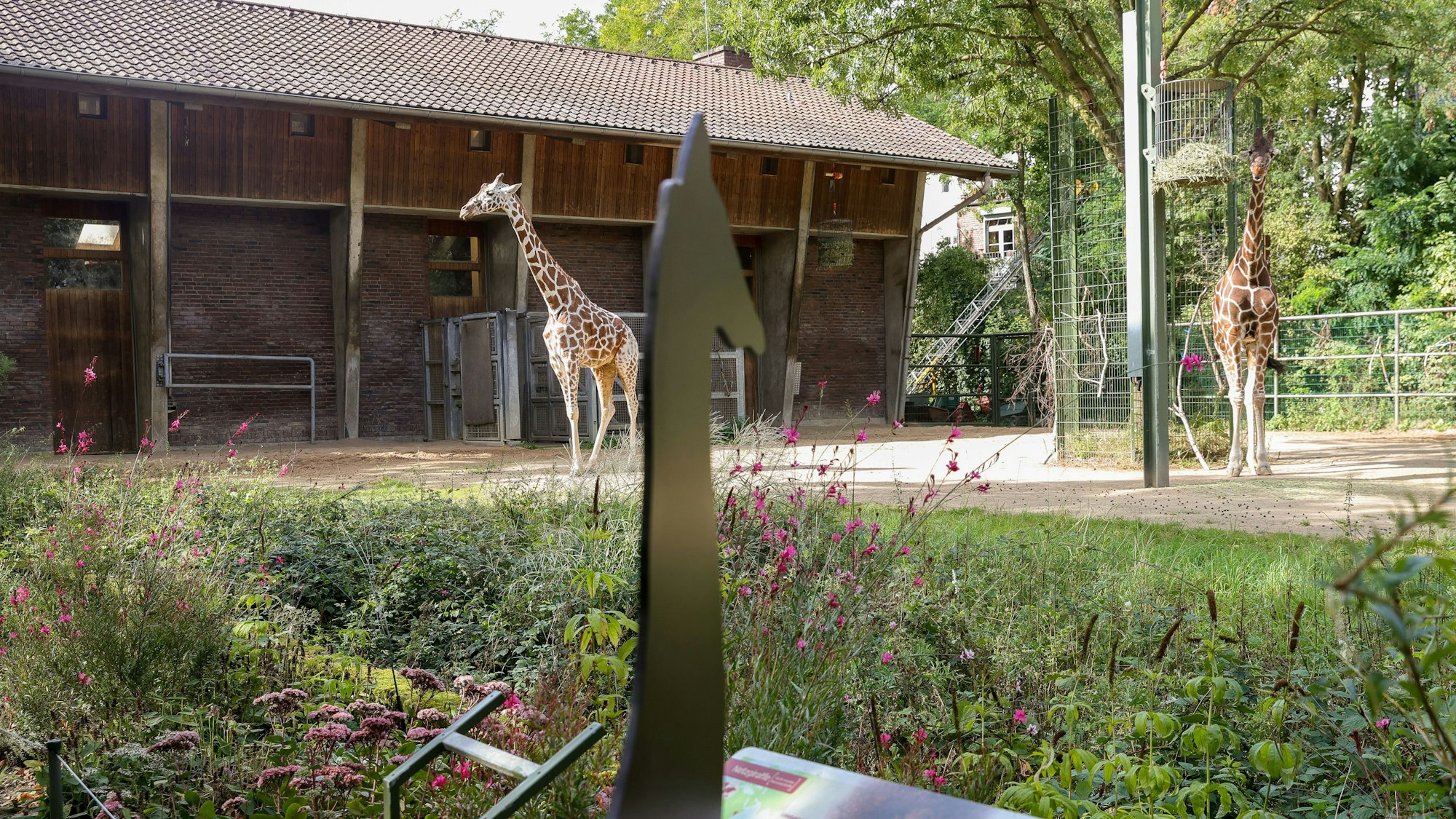 Die beiden Giraffen im Kölner Zoo auf der alten Anlage, die bald umgebaut wird.