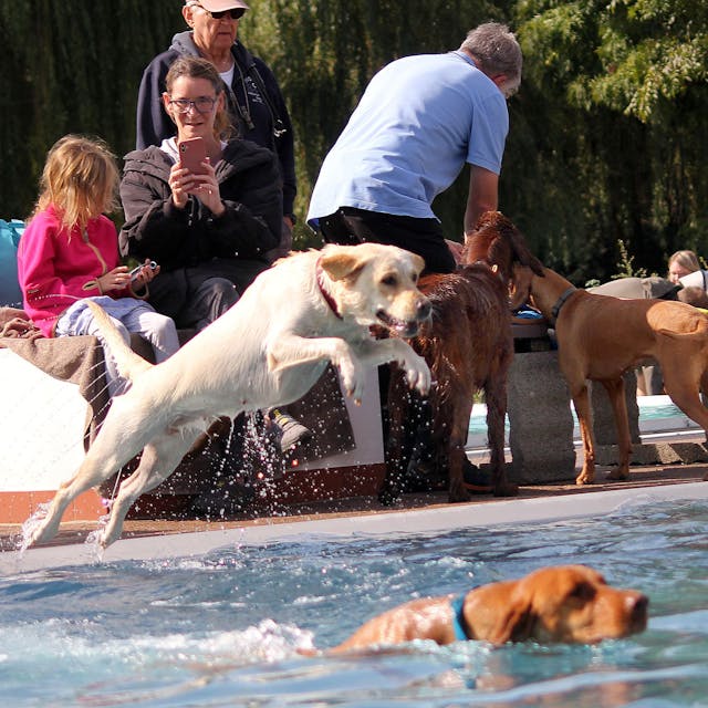 Zu sehen ist ein Hund, der mit einem großen Satz ins Wasser des Freibadbeckens springt, in dem ein Ball schwimmt.
