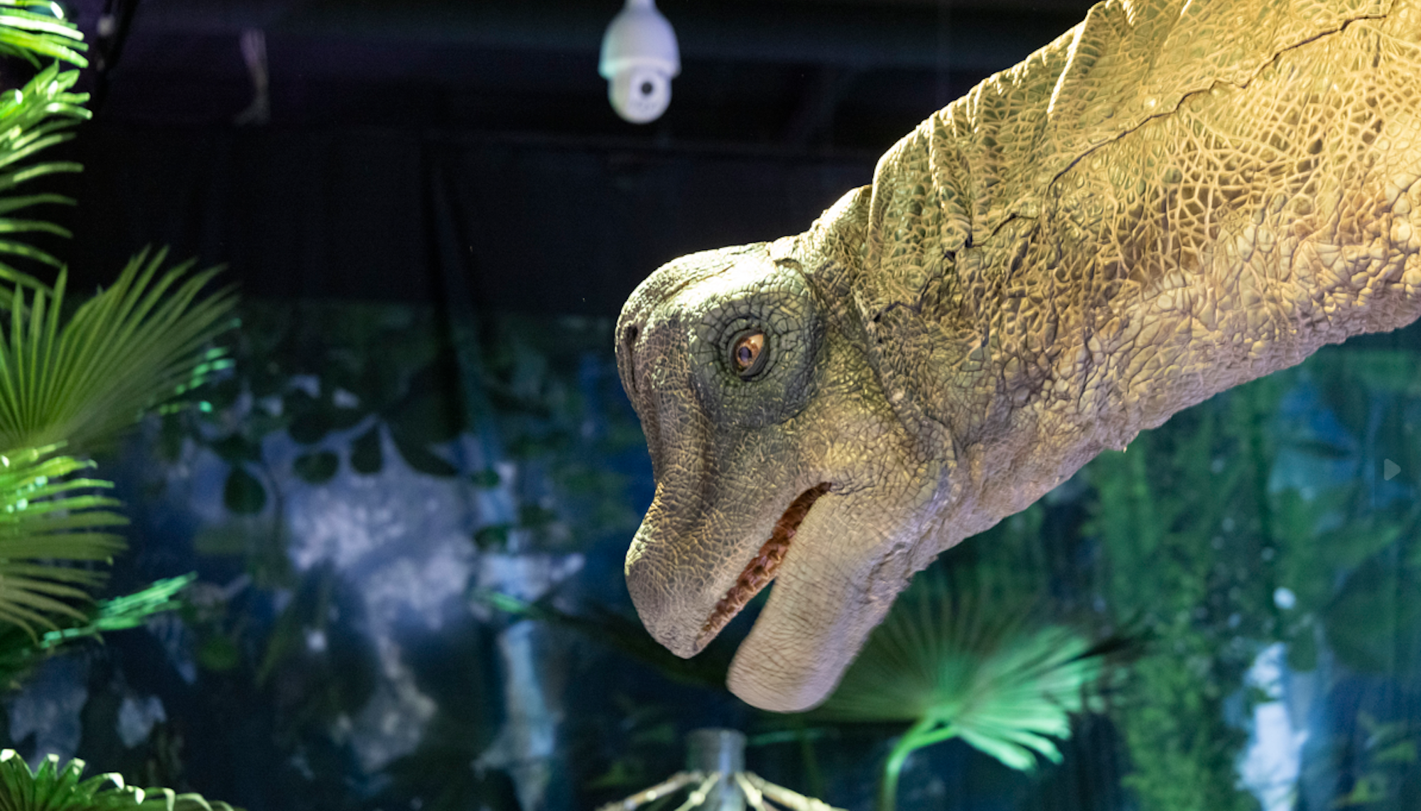 Die Nachbildung eines Brachiosaurus ist in der Ausstellung „Jurassic World: The Exhibition“ im Odysseum zu sehen.