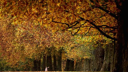 Ein Kind läuft durch Herbstlaub.