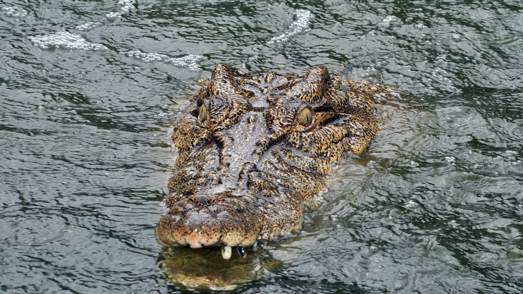 Ein Alligator im Wasser.