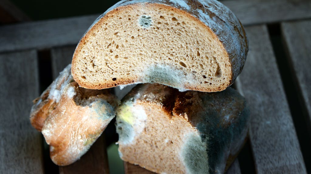 Schimmel auf mehreren Broten, fotografiert am 04.09.2014 in Berlin. 