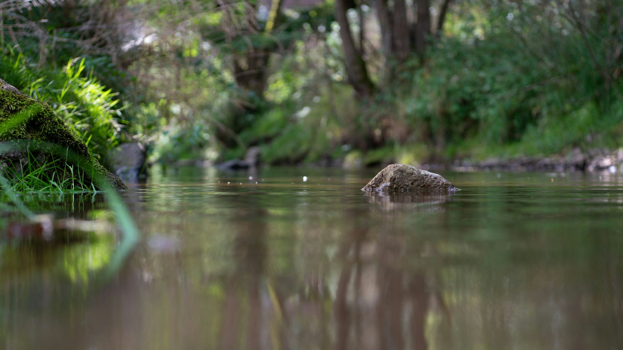 Ein Stein ragt mit der Spitze aus dem Wasser eines Bachs empor, links und rechts ist grünes Ufer erkennbar.