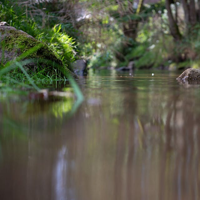 Ein Stein ragt mit der Spitze aus dem Wasser eines Bachs empor, links und rechts ist grünes Ufer erkennbar.