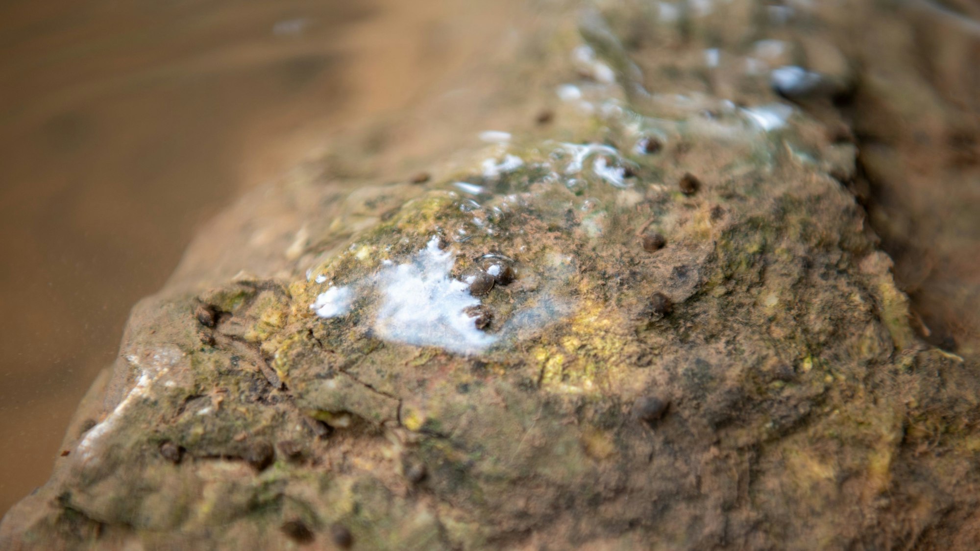 Auf einem Stein, der im Wasser liegt, sind viele kleine Schnecken zu sehen.