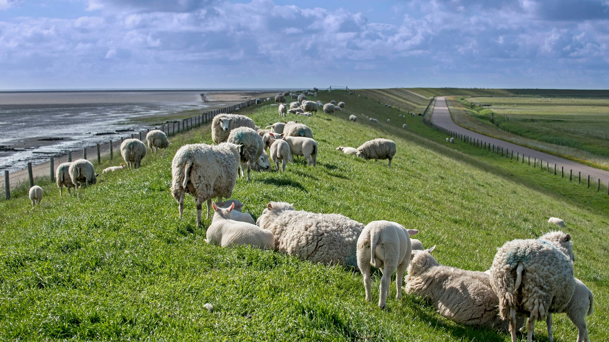 Schafe auf einem Deich auf der Insel Texel.