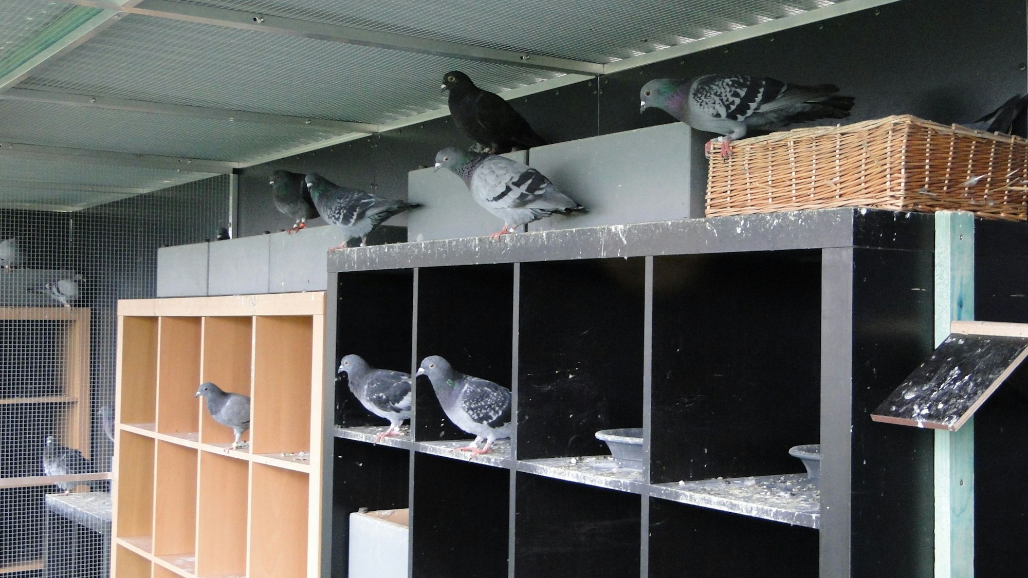 Tauben sitzen in einem Taubenschlag.