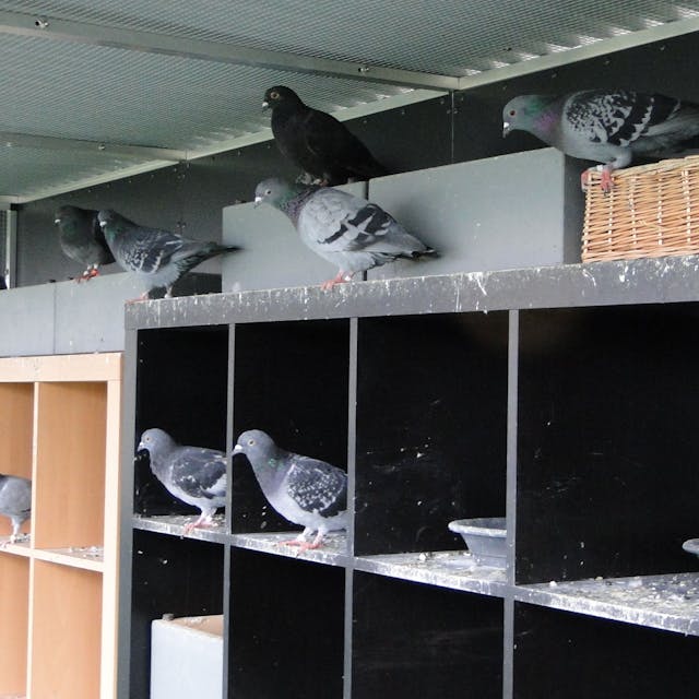 Tauben sitzen in einem Taubenschlag.