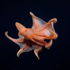 Ein äußerst seltener „Dumbo-Oktopus“ wurde im Pazifik entdeckt.