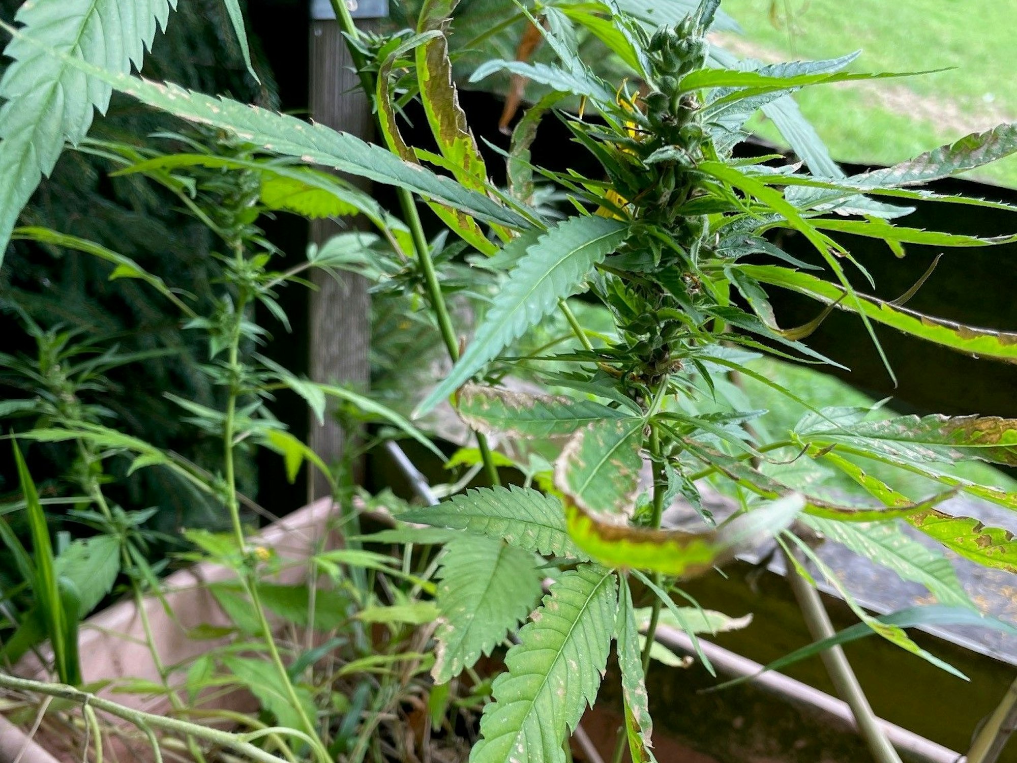Die Cannabis-Pflanze im Garten von Peter H.