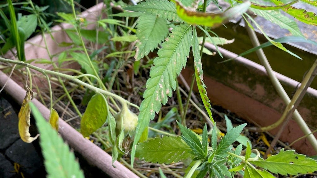 Die Cannabis-Pflanze im Garten von Peter H.