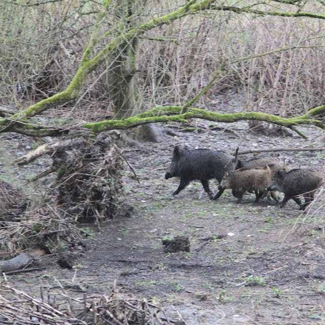 Unterhalb von Stadt Blankenberg sichtete unser Fotograf eine kleine Wildschwein-Rotte.