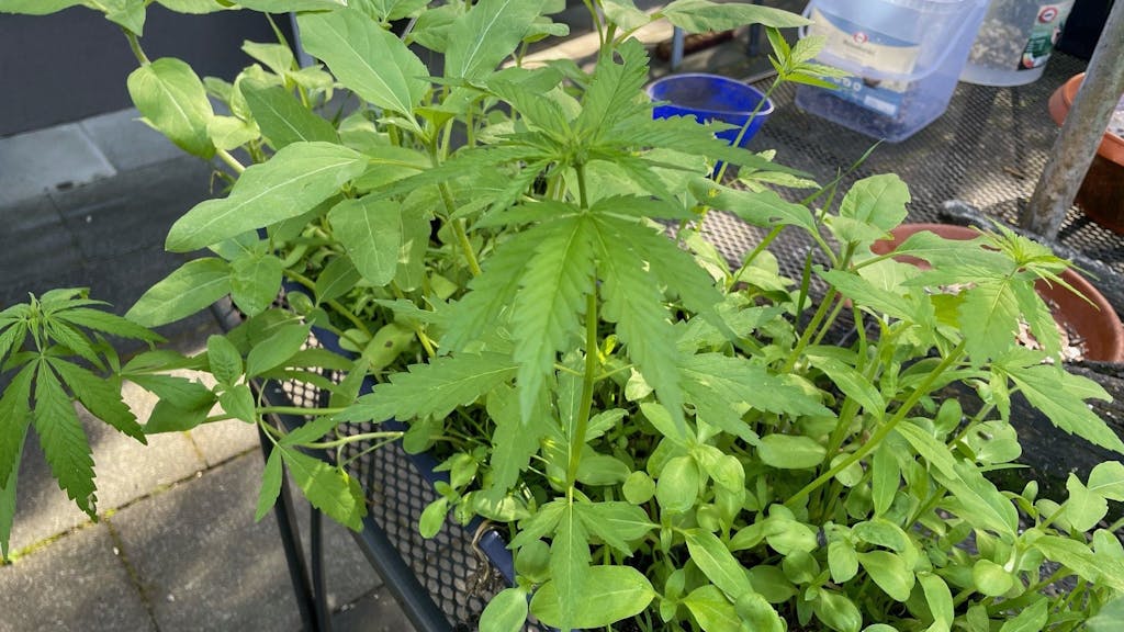 Mehrere Cannabispflanzen sind groß in einem Garten zu sehen.