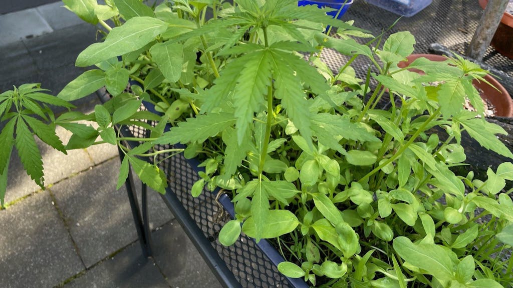 Mehrere Cannabispflanzen sind groß in einem Garten zu sehen.