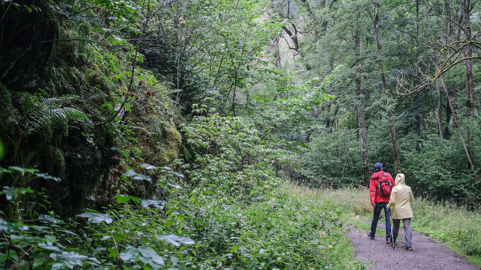 Wanderer gehen im Nationalpark Eifel durch das Wüstebachtal.
