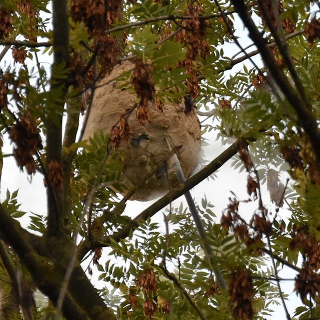 Asiatische Hornissen wurden in Bedburg gefunden, auf dem Foto sieht man ein großes Nest in einem Baumwipfel hängen. Später wurden das Nest der invasiven Art von Spezialist Thomas Beissel beseitigt.