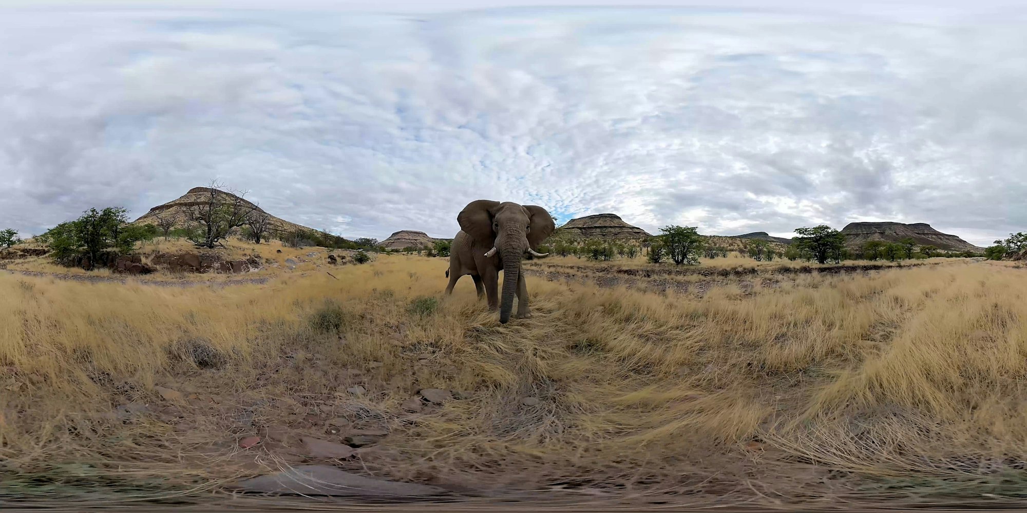 Screenshot aus dem Film, ein Elefant steht in der Savanne.