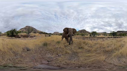 Screenshot aus dem Film, ein Elefant steht in der Savanne.