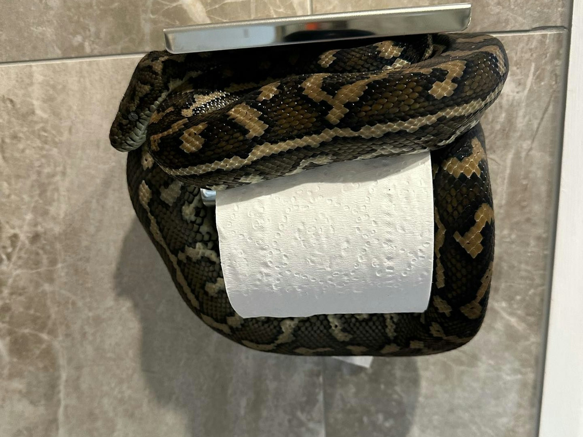 Eine Python hat in Australien im Bad einen Ort zum Entspannen gefunden – und schockte die Hausbesitzerin.