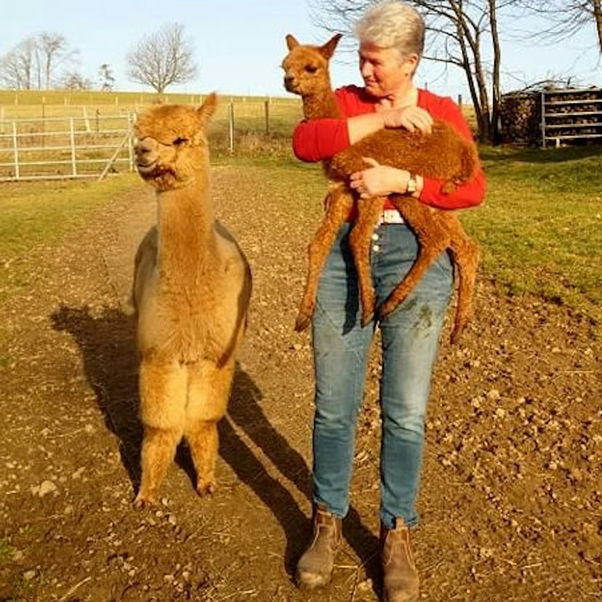 Züchterin Petra Borrmann mit Alpaka-Nachwuchs auf dem Arm