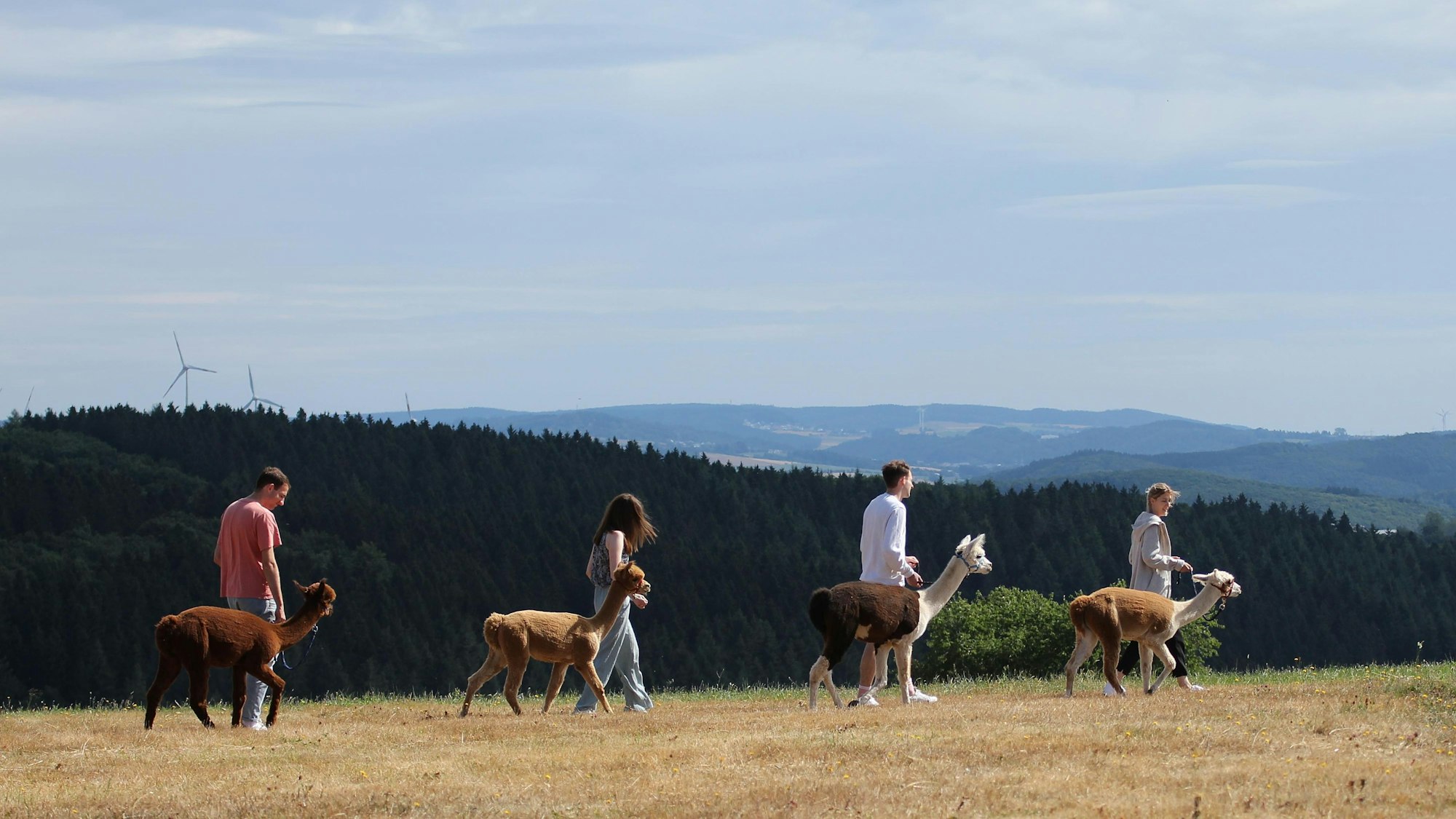 Vier Alpakas werden bei einem Spaziergang an Halftern und Leinen geführt.