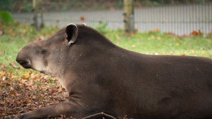 Ein Tapir sitzt auf dem Boden